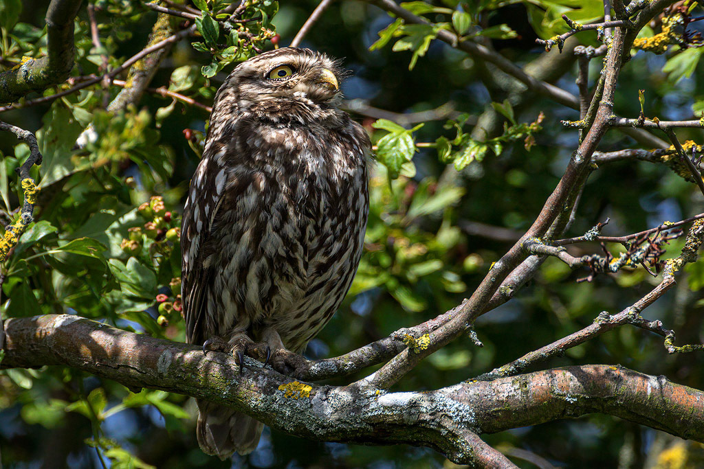 Little Owl