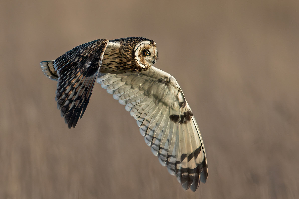 Short-eared Owl