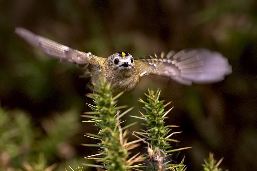 Goldcrest