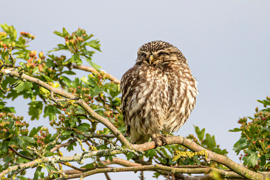 Little Owl