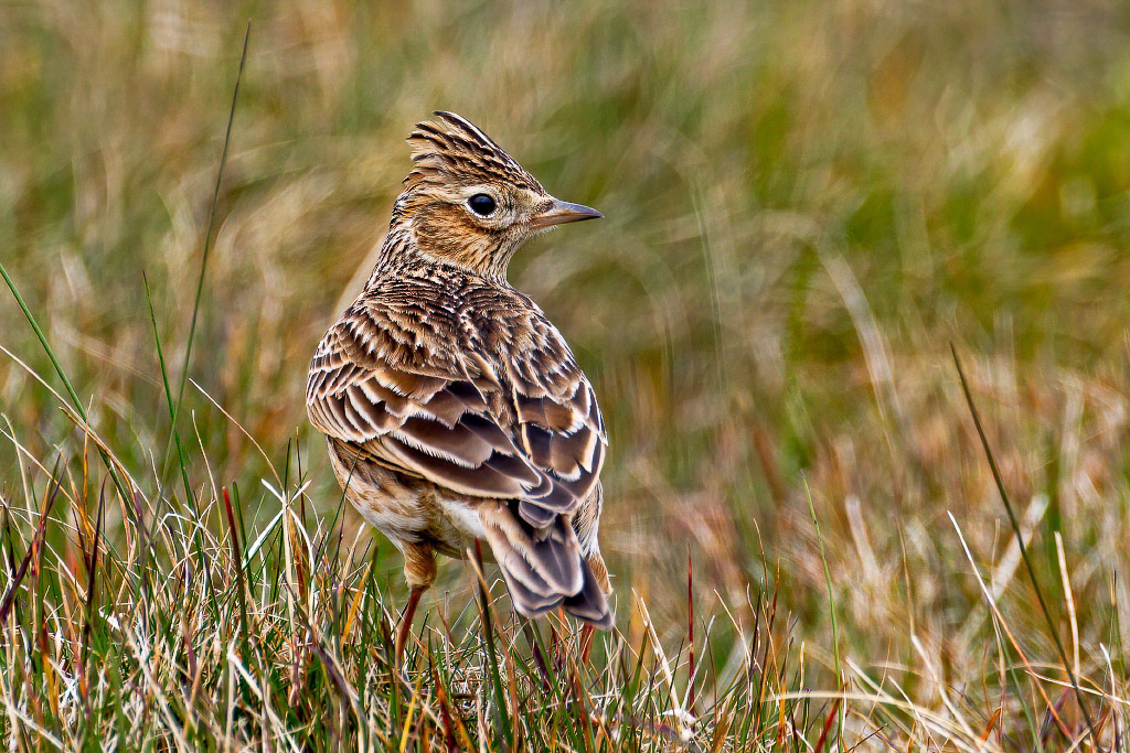 Skylark