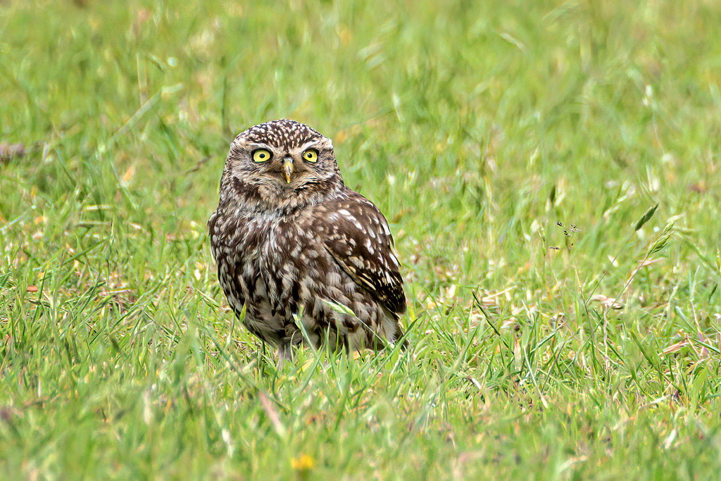 Little Owl