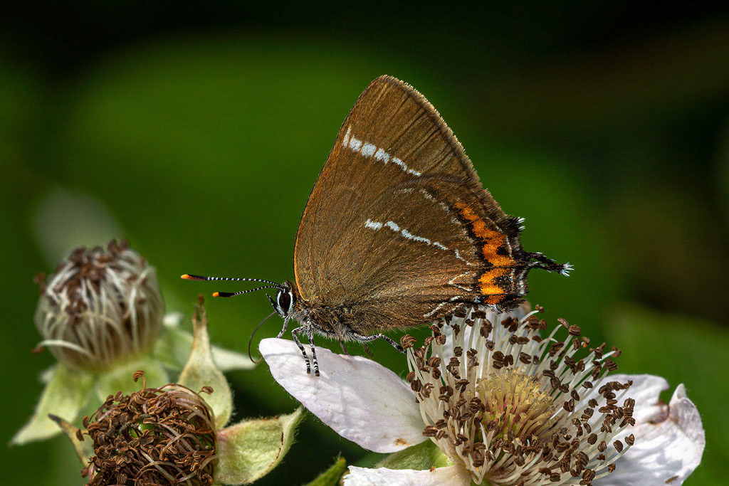 White-letter Hairstreak