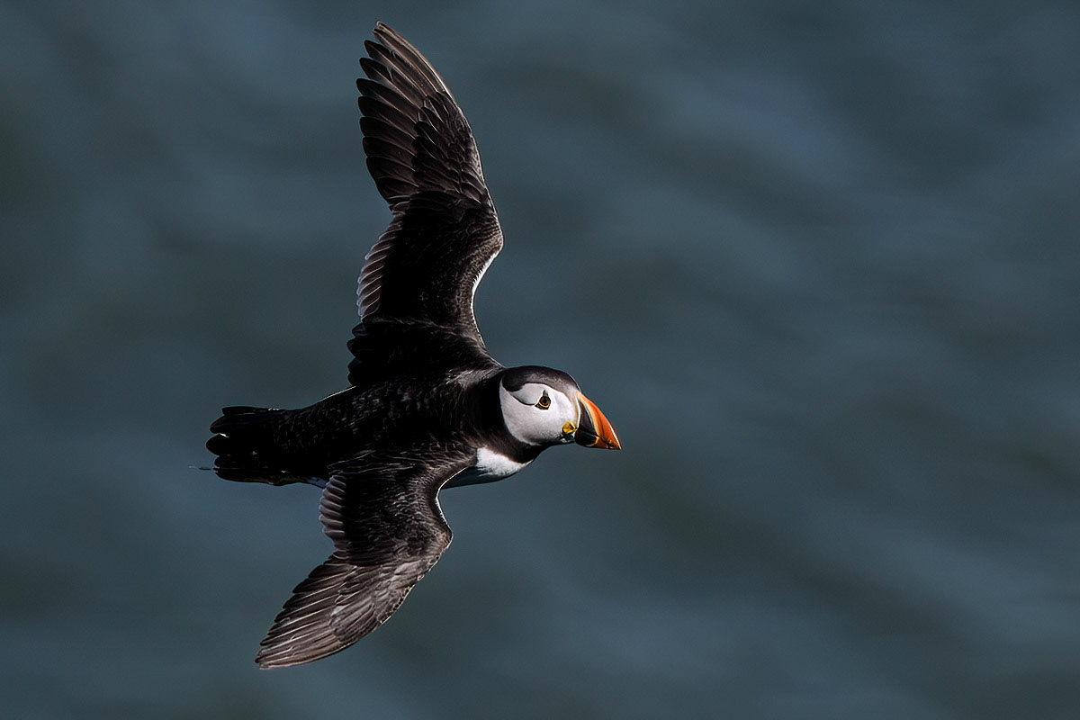 Puffin