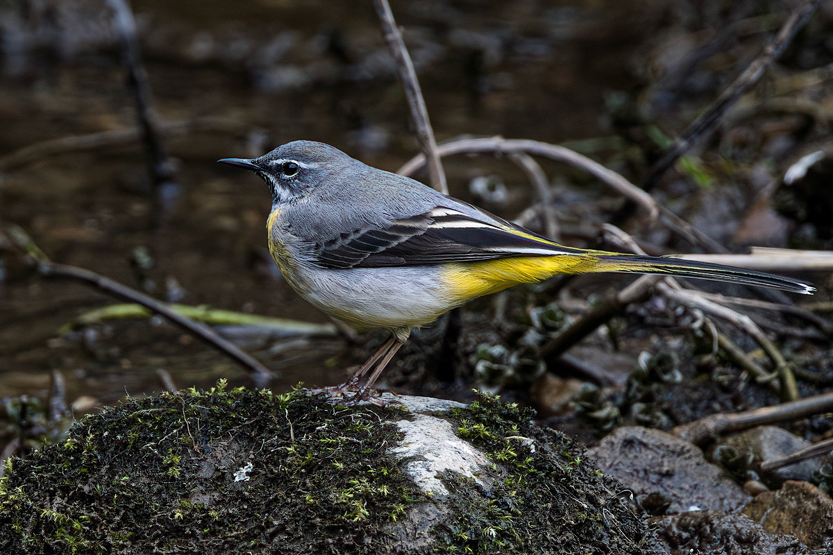 Grey Wagtail