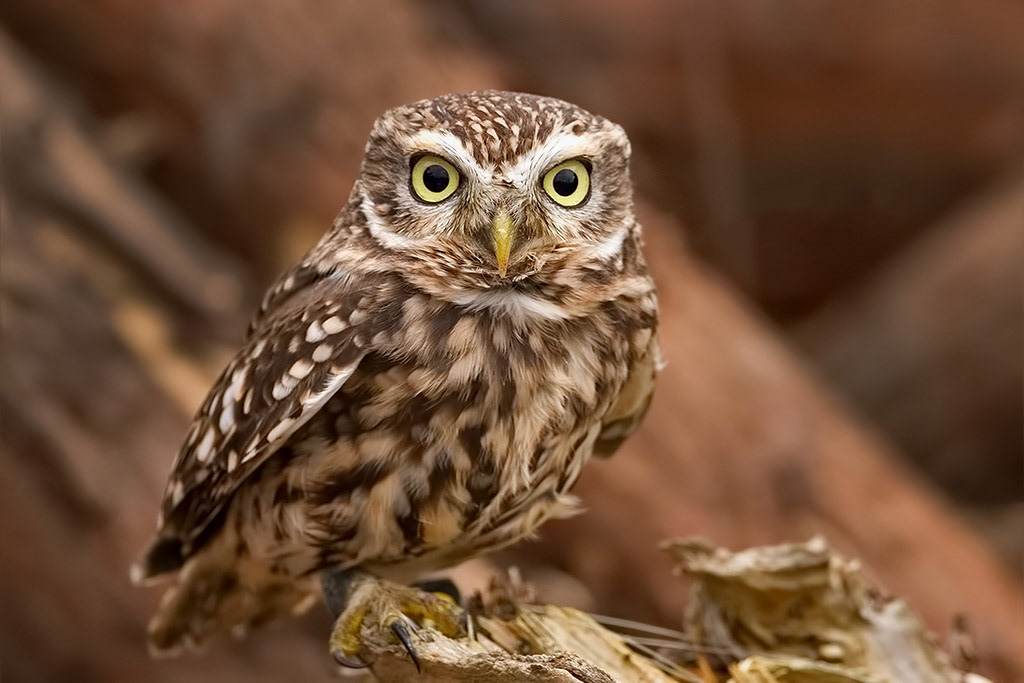 Little Owl