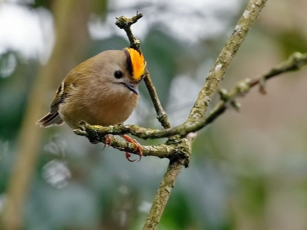 Goldcrest