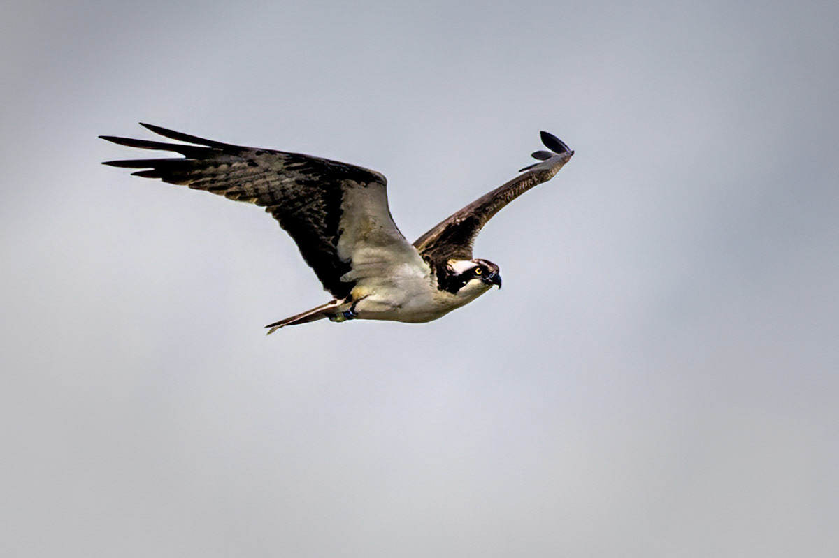 Osprey