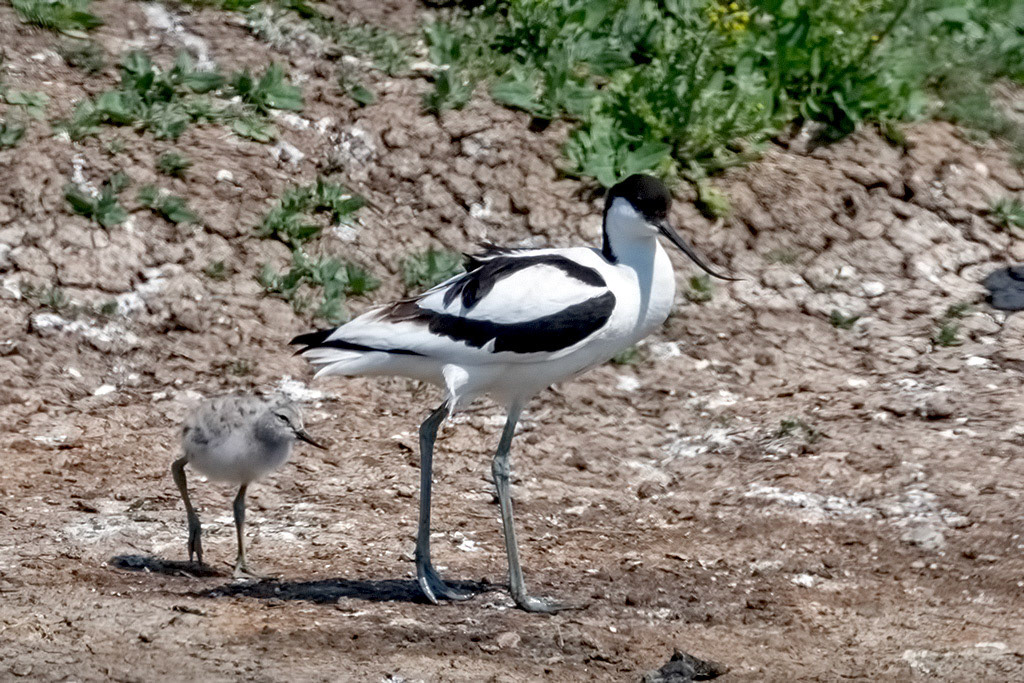 Avocet