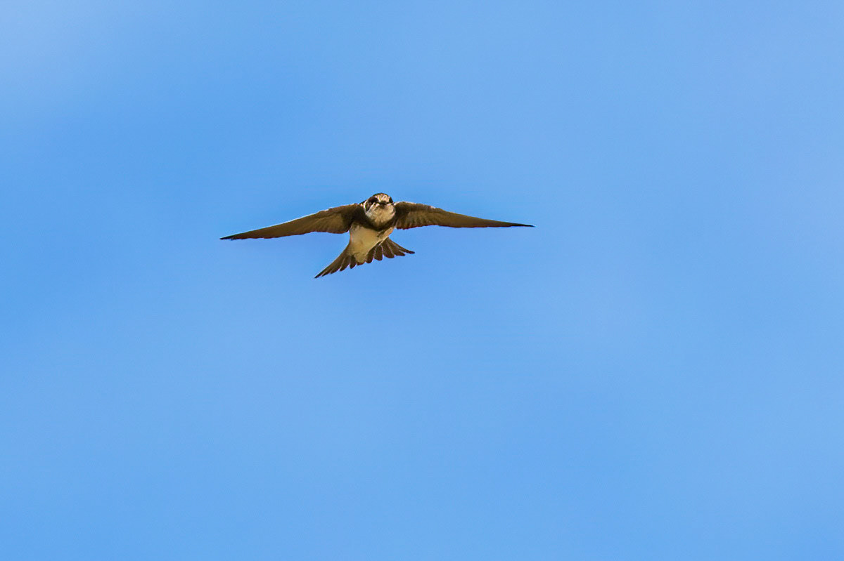 Sand Martin