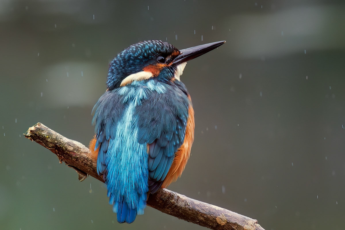 Kingfisher