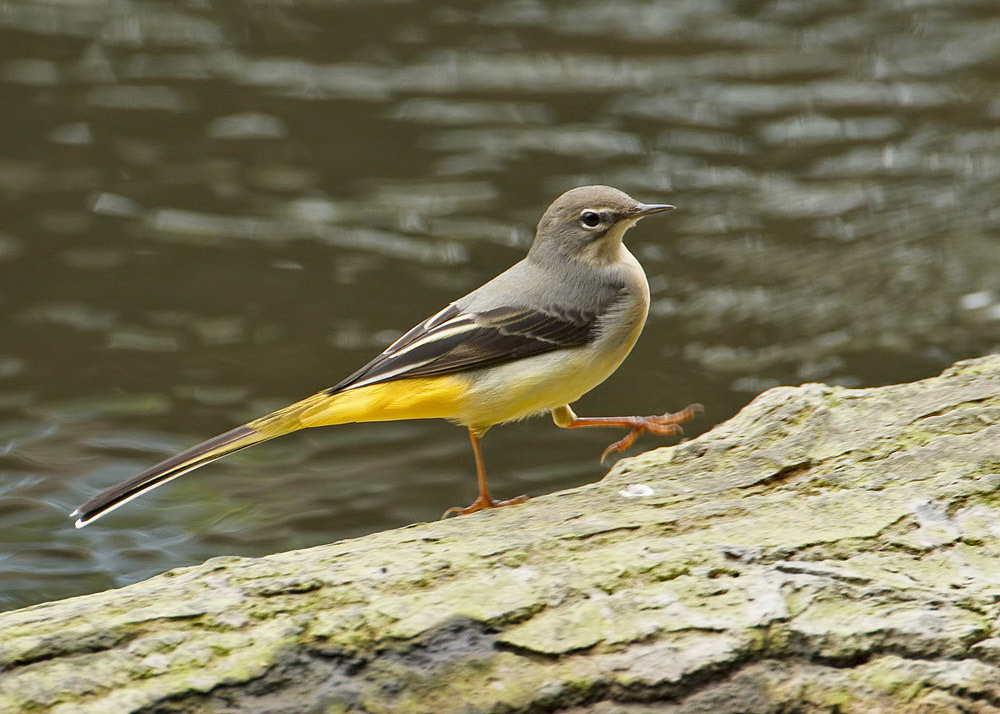 Grey Wagtail