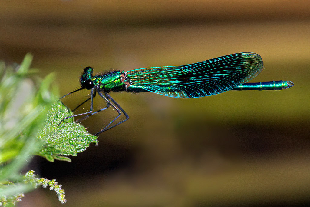 Banded Demoiselle
