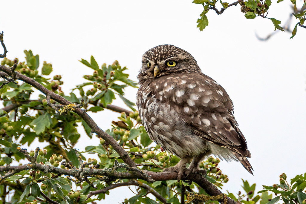 Little Owl