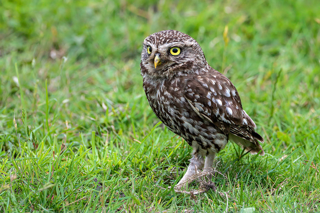 Little Owl