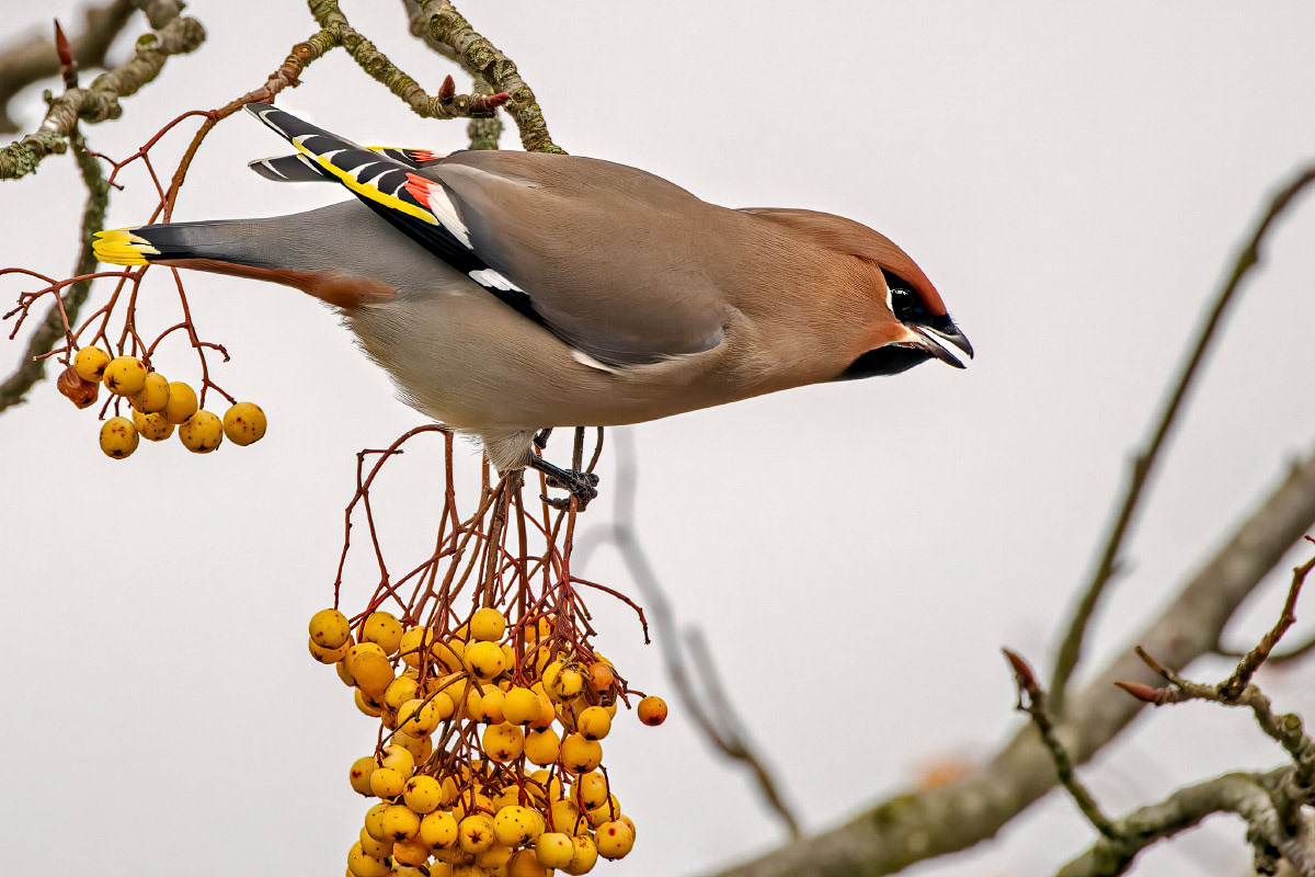 Waxwing