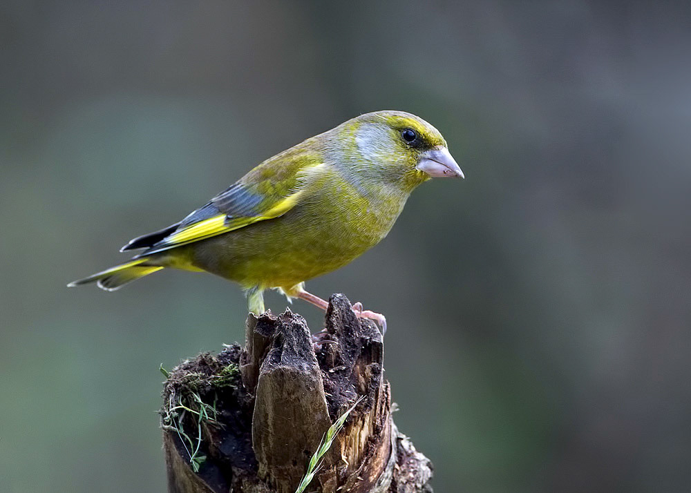 Greenfinch