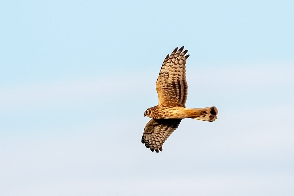 Hen Harrier