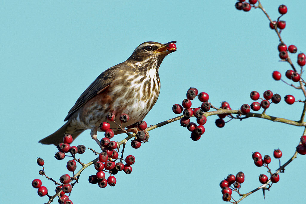 Redwing