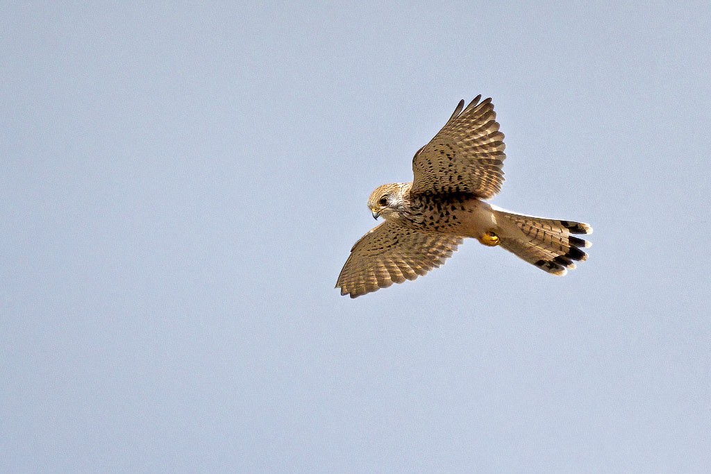 Kestrel