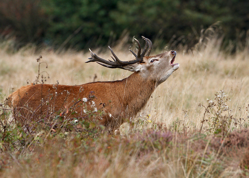 Red Deer