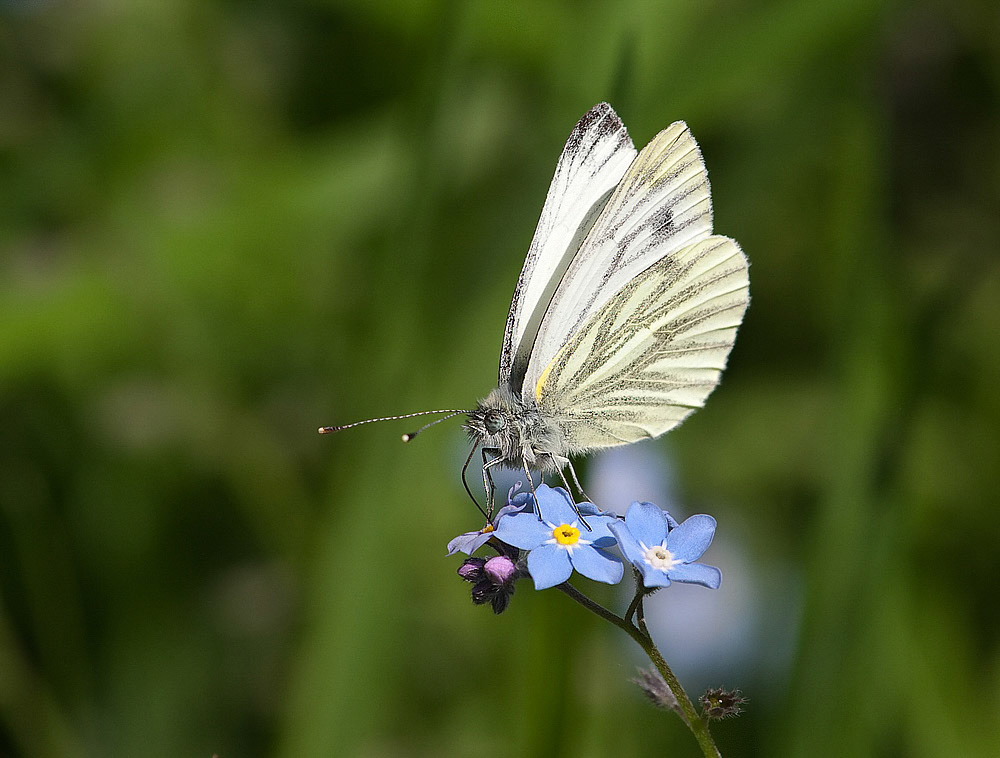 Green-veined White