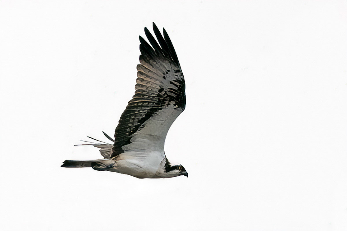 Osprey