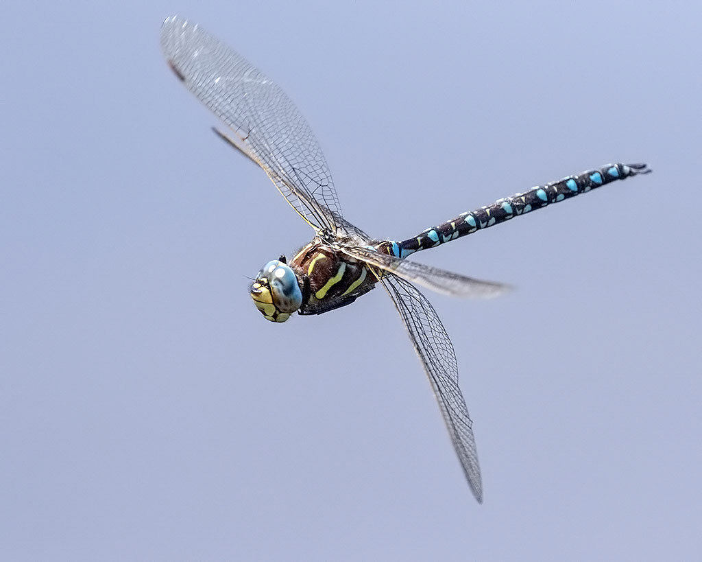 Common Hawker