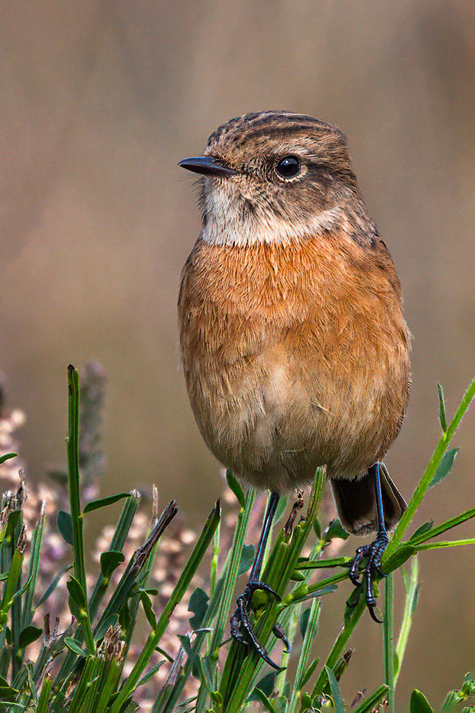Stonechat