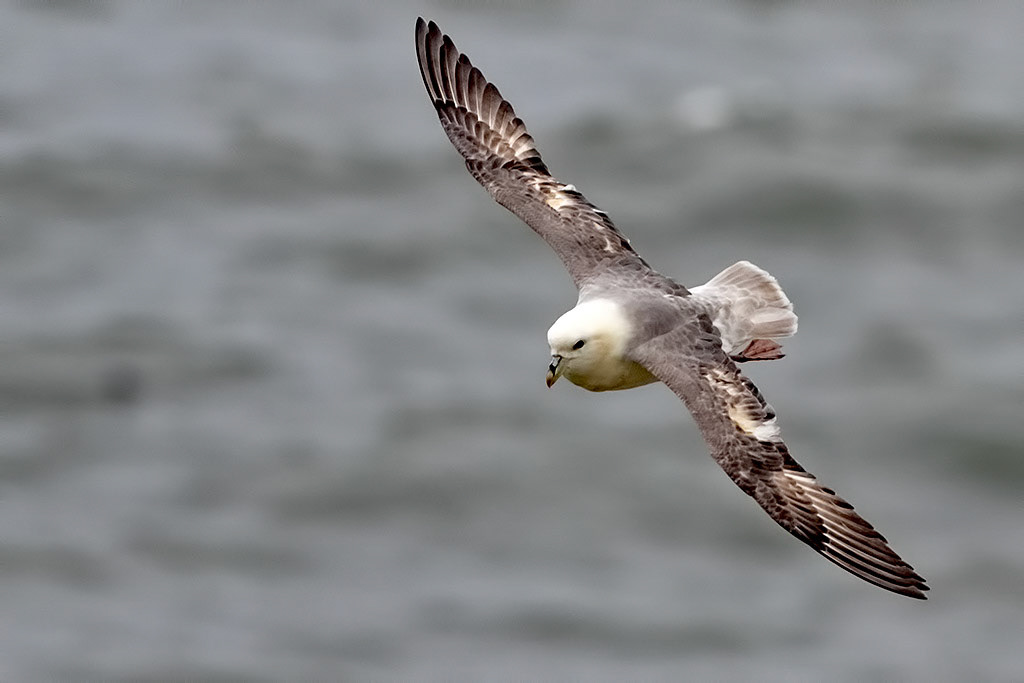 Fulmar