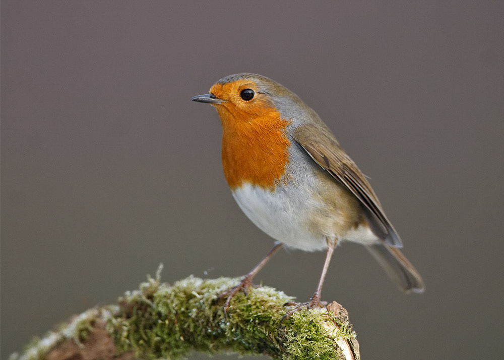 Robin