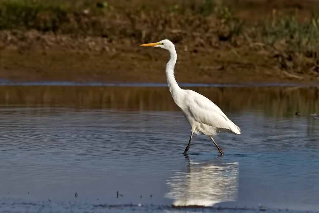 Great White Egret