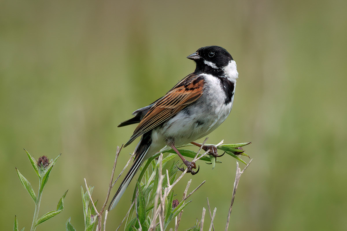 Reed Bunting