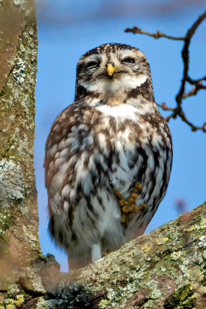 Little Owl