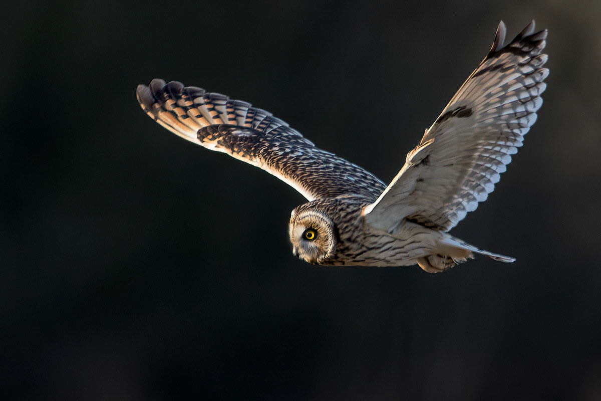 Short-eared Owl