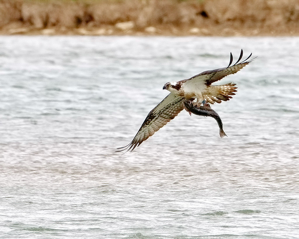 Osprey