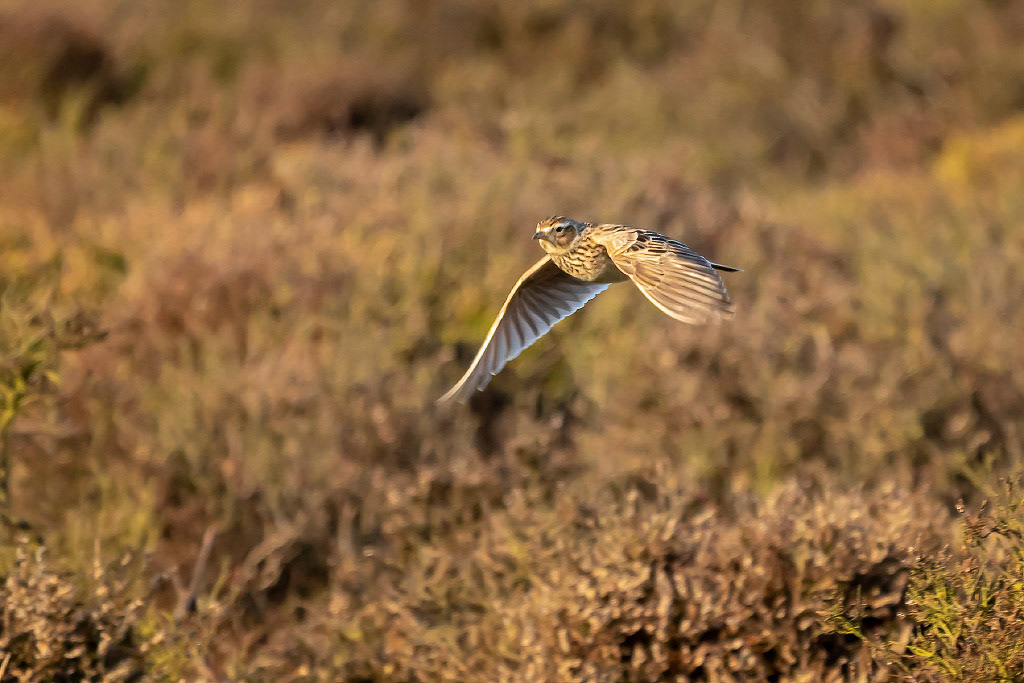 Skylark
