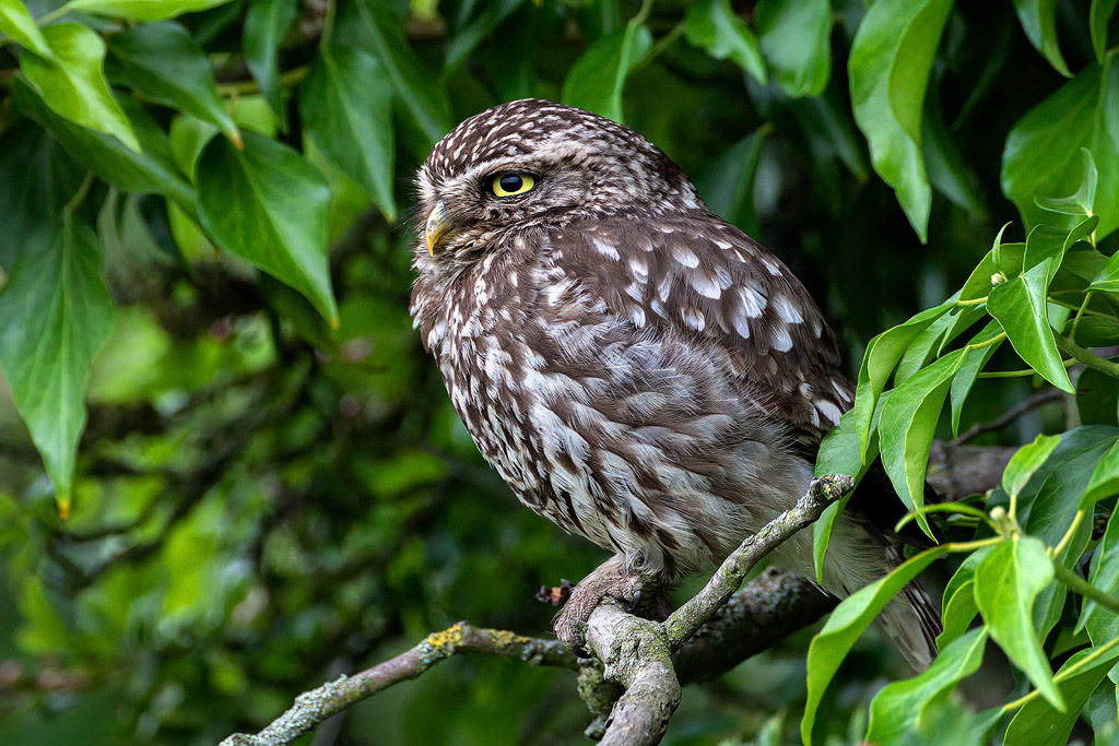 Little Owl
