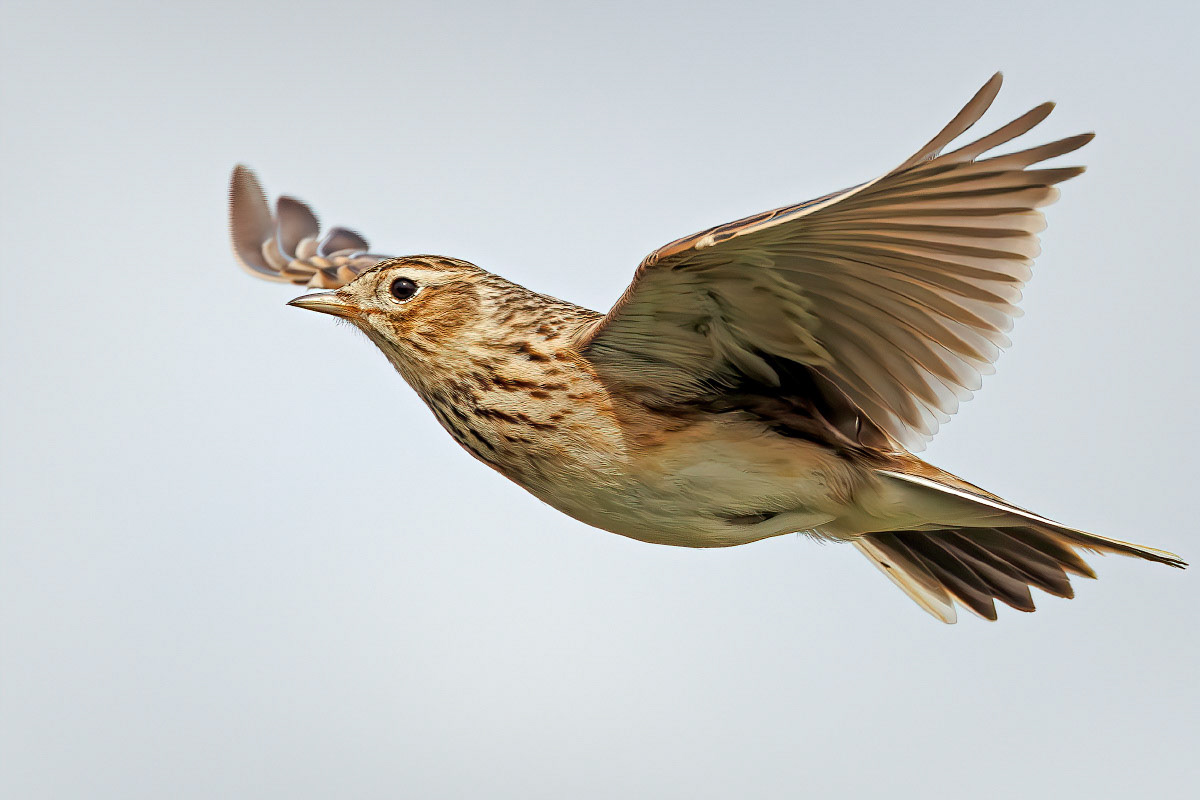 Skylark