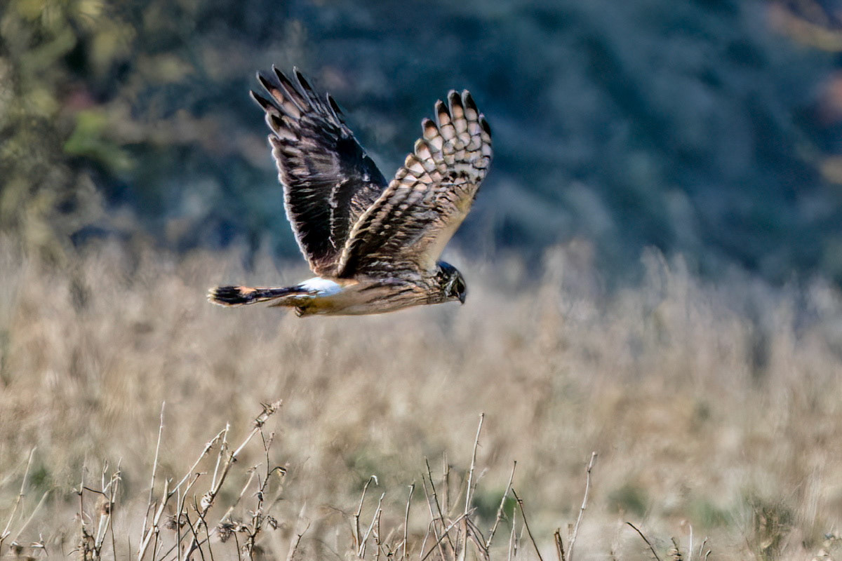 Hen Harrier