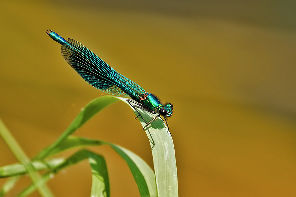 Banded Demoiselle