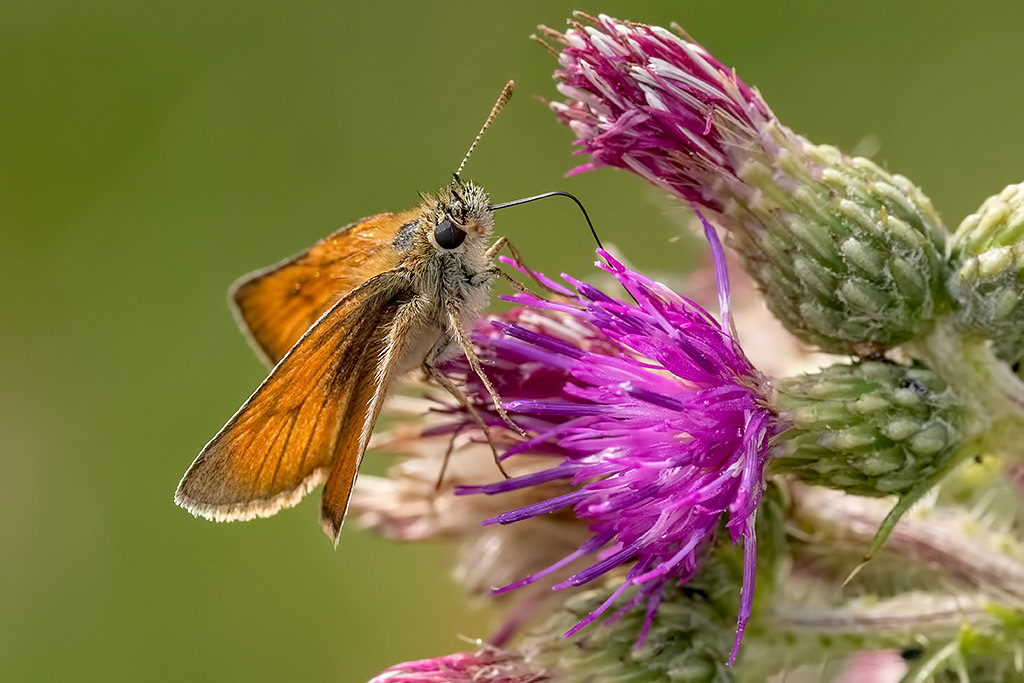 Small Skipper