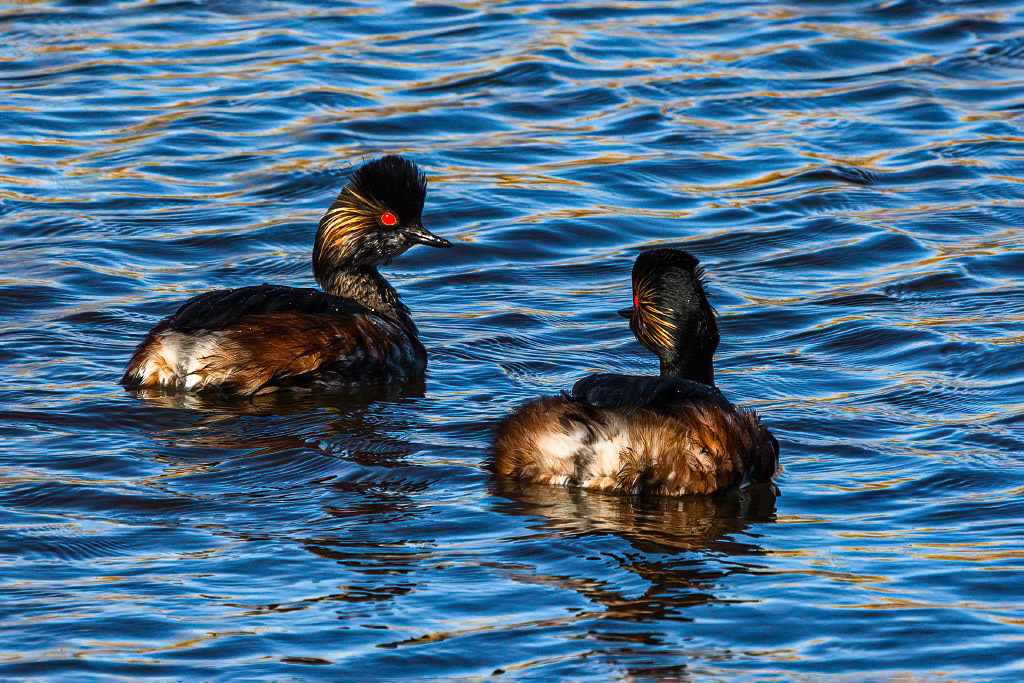 Black-necked Grebe
