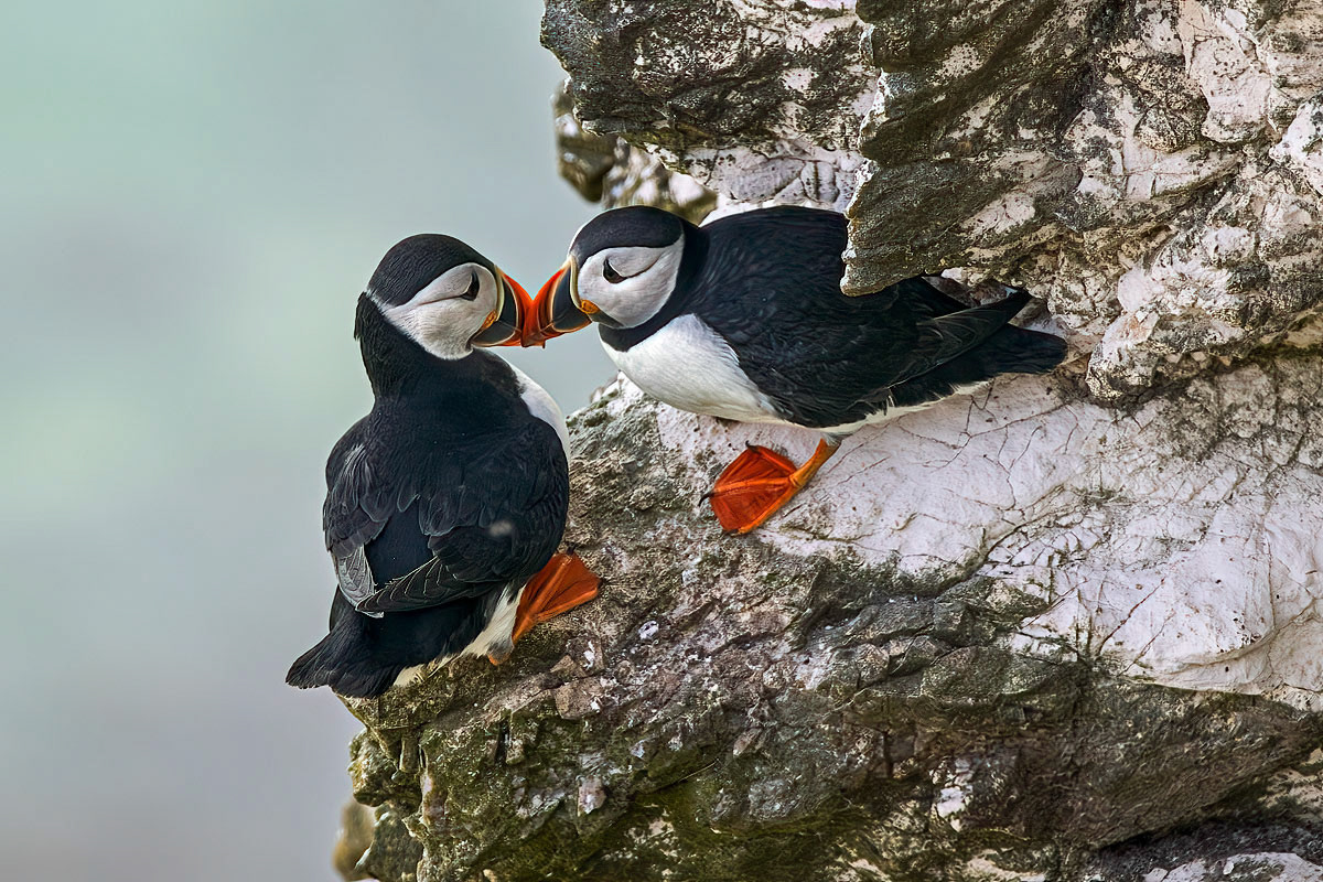 Puffin