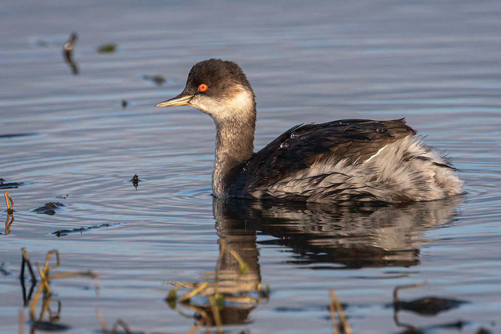 Black-necked Grebe