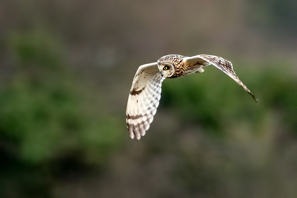 Short-eared Owl