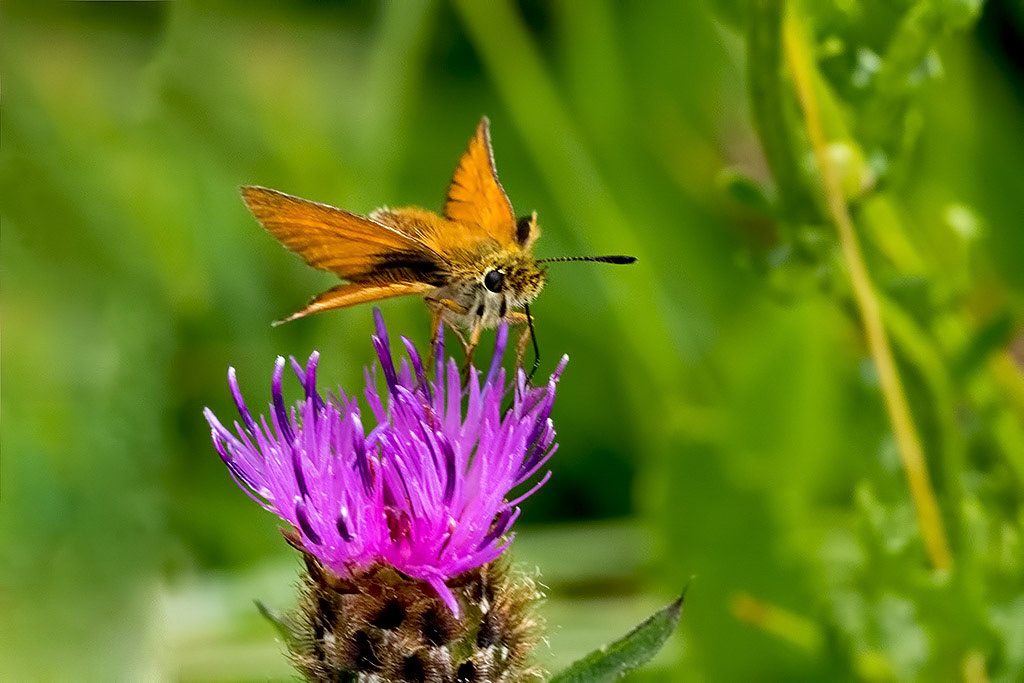 Essex Skipper