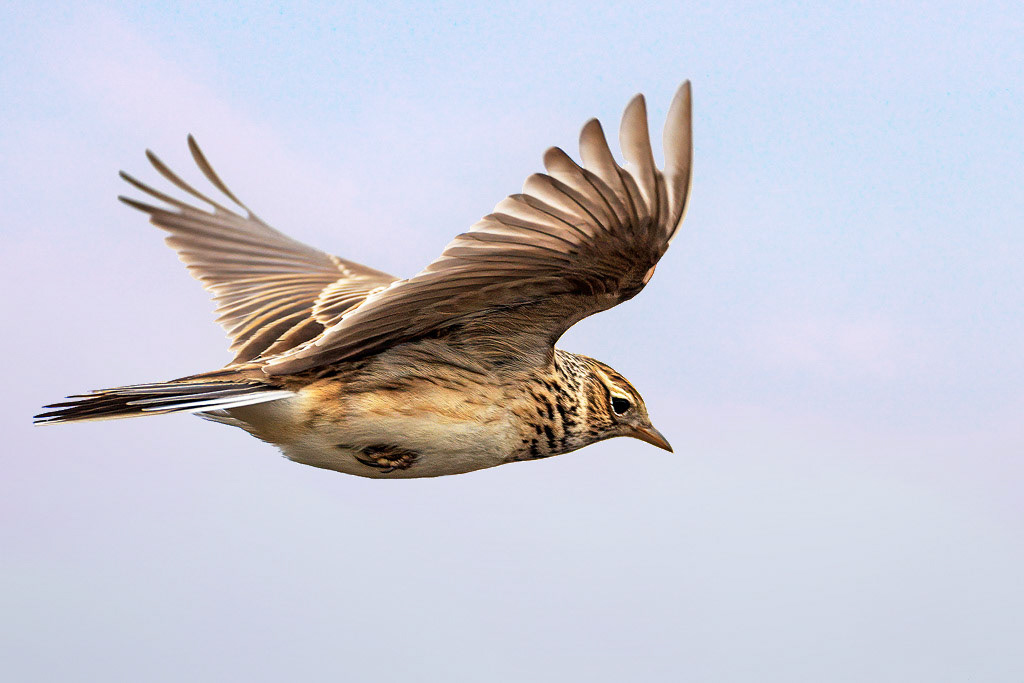 Skylark