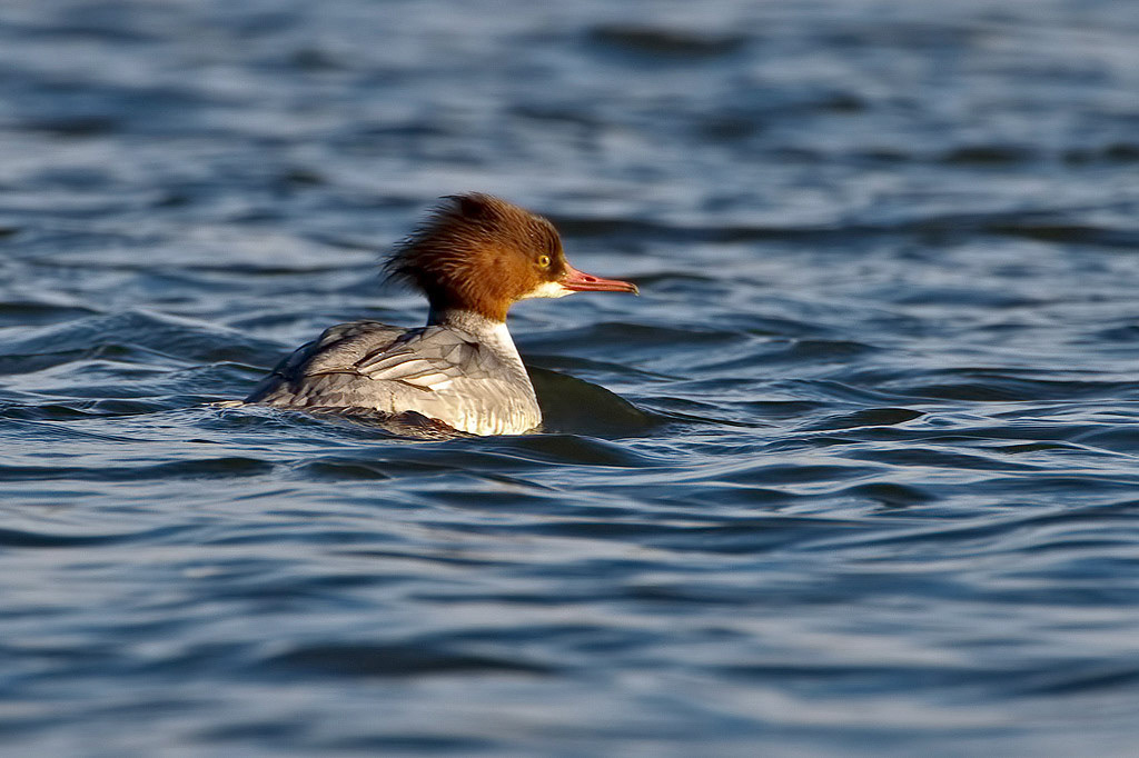 Goosander