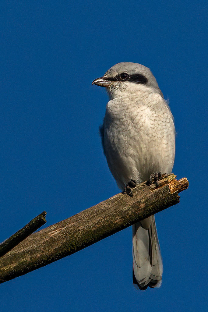 Great Grey Shrike